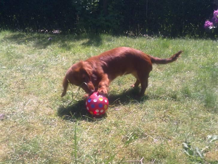 Dværggravhund Balder - aktivitesbold længe leve :) billede 11