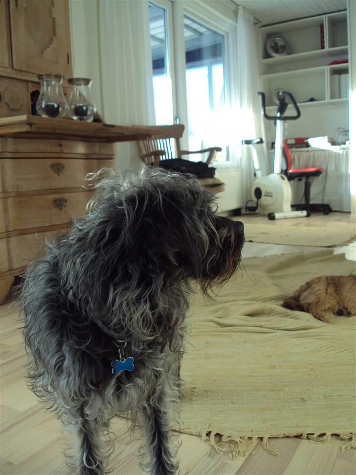 Griffon belge Futte billede 15