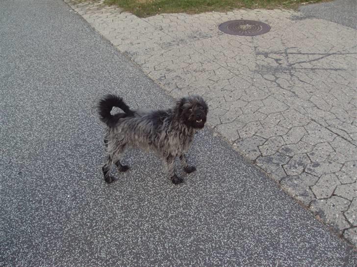 Griffon belge Futte billede 16