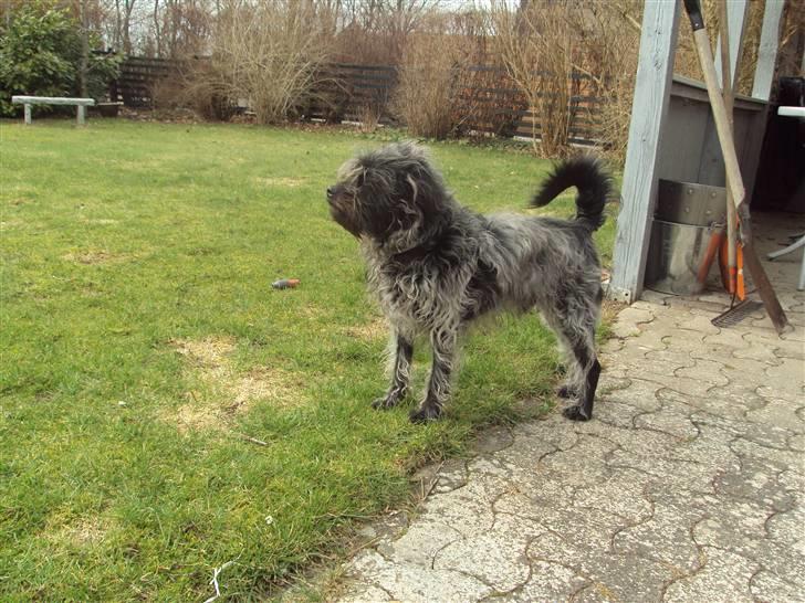 Griffon belge Futte billede 17