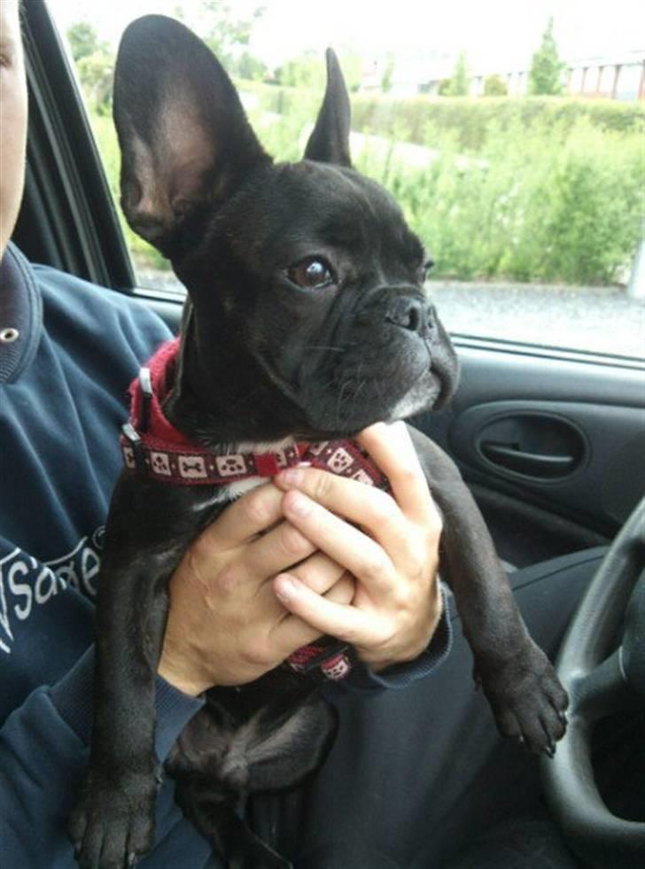 Fransk bulldog Møffe - møffe på tur med onkel kasper :) billede 13