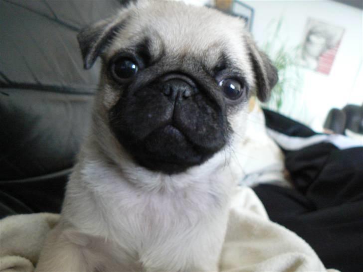 Mops Milo billede 13