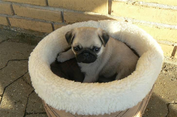 Mops Milo billede 14