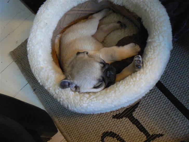 Mops Milo billede 15