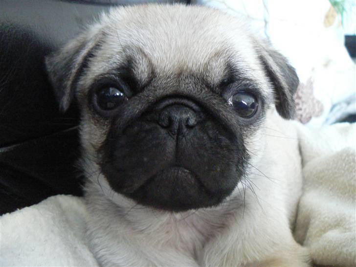 Mops Milo billede 16