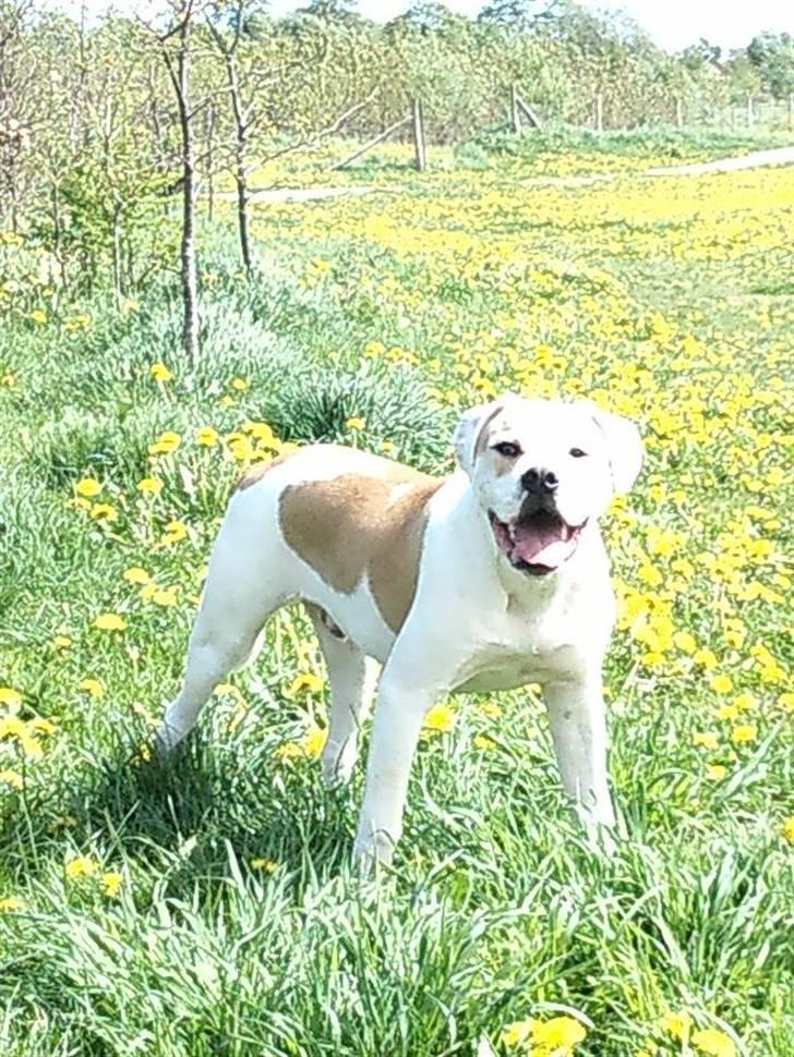 Amerikansk bulldog Balou R.I.P. billede 16