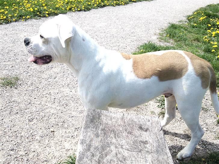 Amerikansk bulldog Balou R.I.P. billede 17