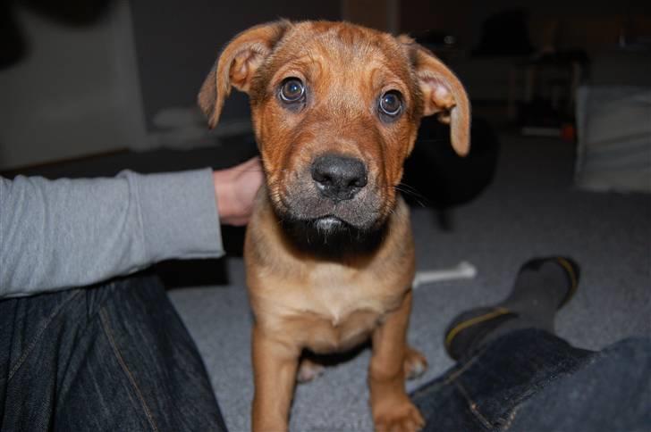 Blanding af racer Lady billede 1