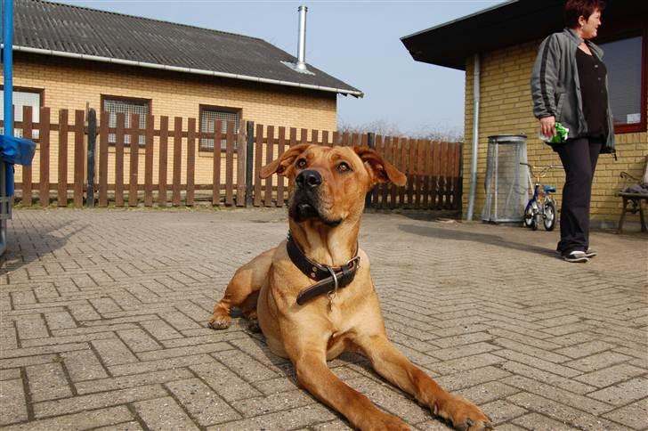 Blanding af racer Lady billede 2