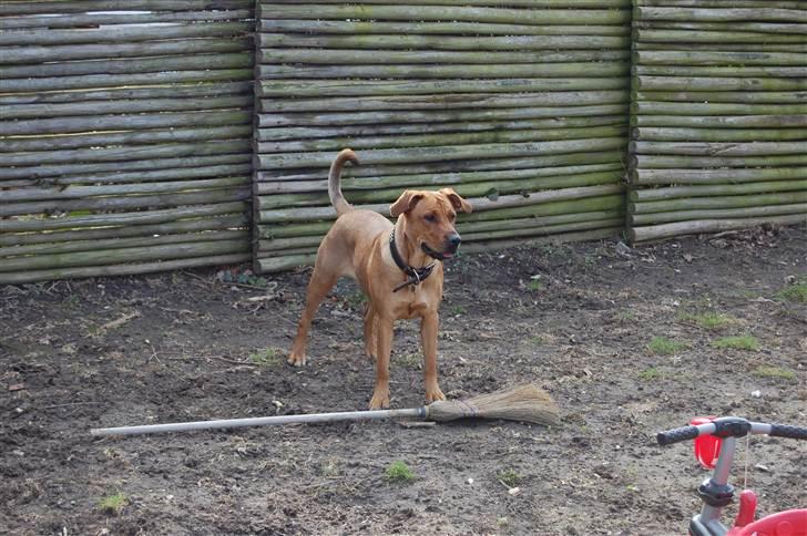 Blanding af racer Lady billede 3