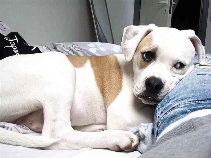 Amerikansk bulldog Balou R.I.P. billede 18