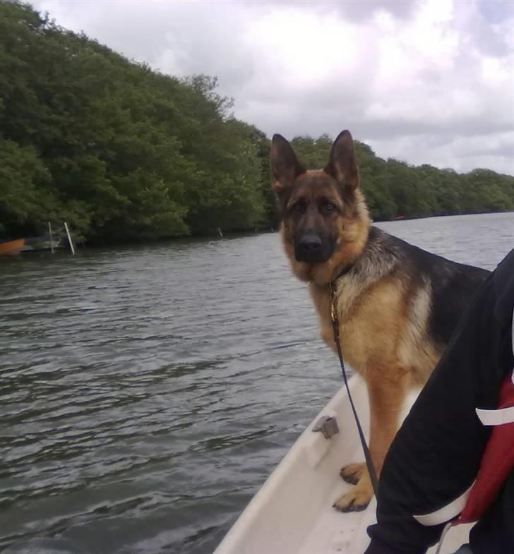 Schæferhund Ashja - På sejltur oppe på søen. billede 14