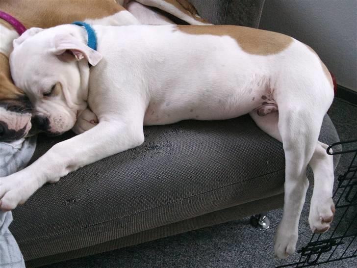 Amerikansk bulldog Balou R.I.P. billede 19