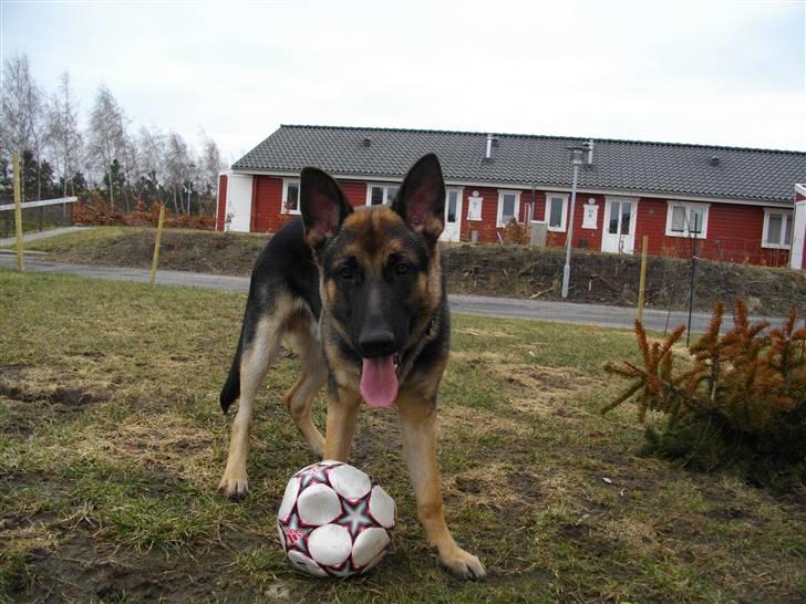 Schæferhund KENZO billede 2