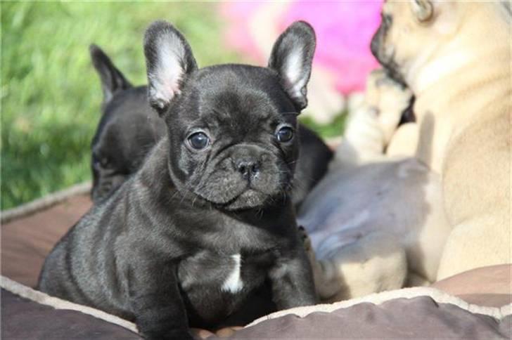 Fransk bulldog Tove billede 1