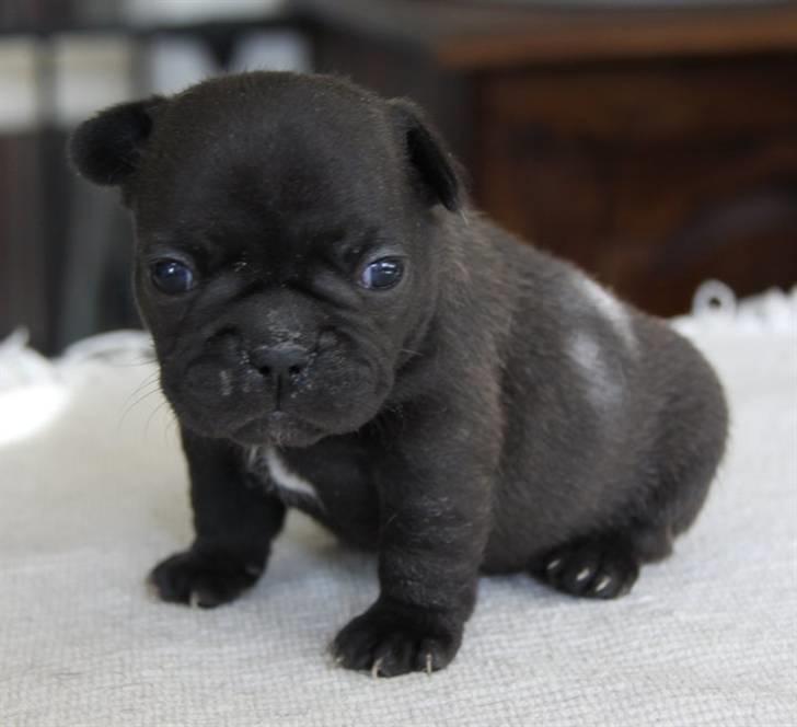 Fransk bulldog Tove billede 2