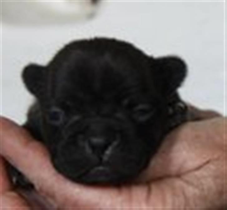 Fransk bulldog Tove billede 3