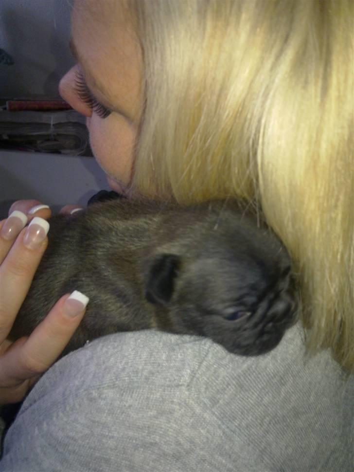 Fransk bulldog Tove billede 4