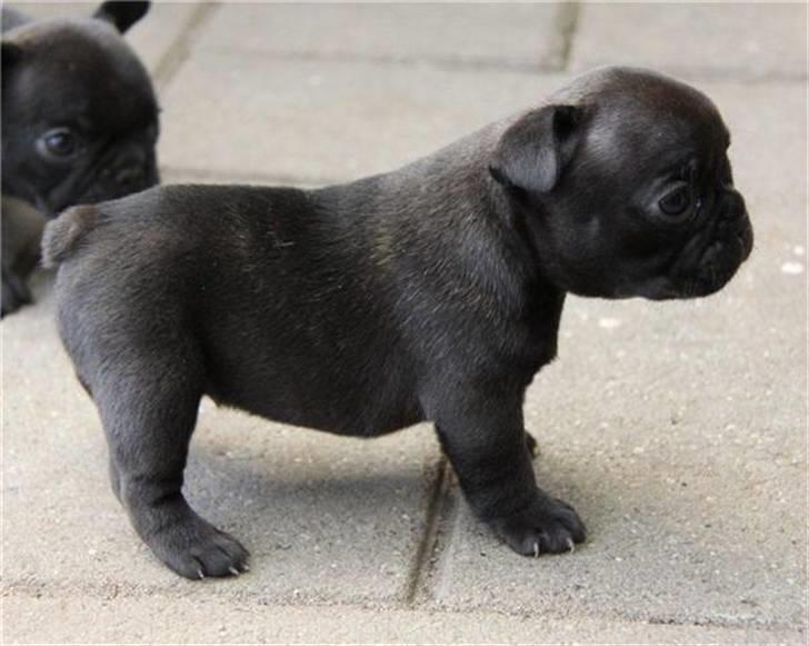 Fransk bulldog Tove billede 5