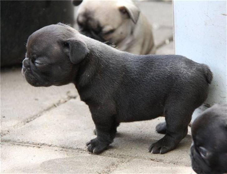 Fransk bulldog Tove billede 6