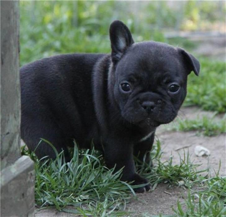 Fransk bulldog Tove billede 7