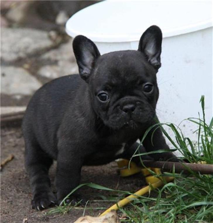 Fransk bulldog Tove billede 8