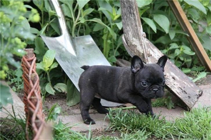 Fransk bulldog Tove billede 9