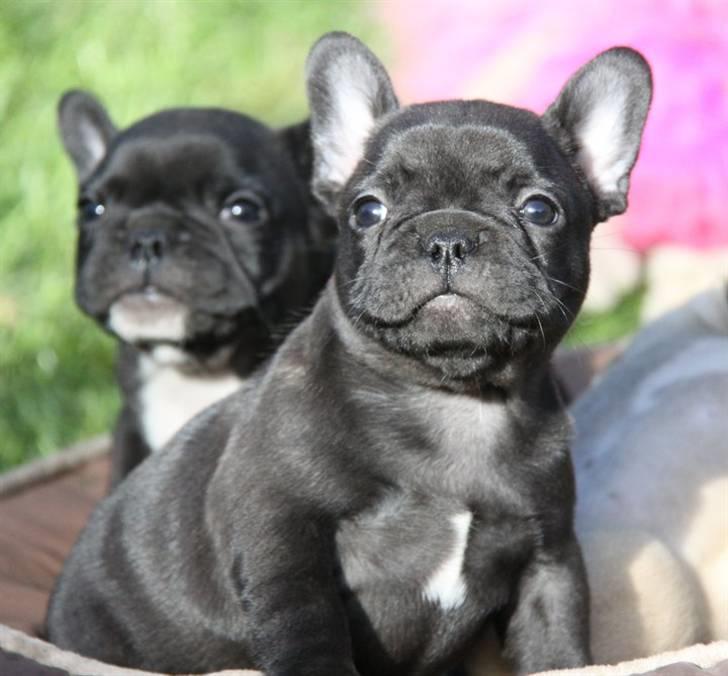 Fransk bulldog Tove billede 10