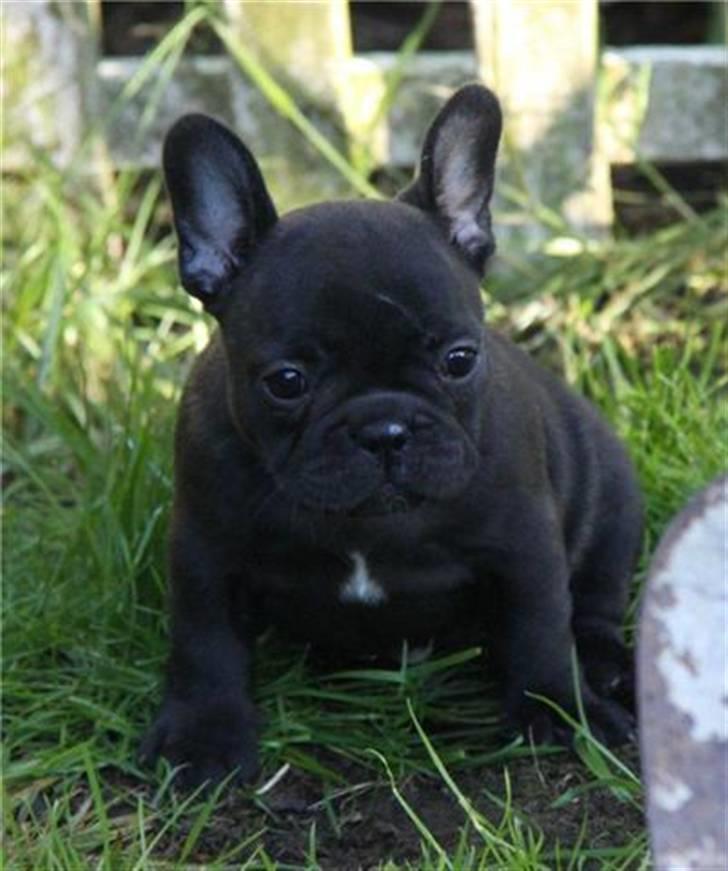 Fransk bulldog Tove billede 12