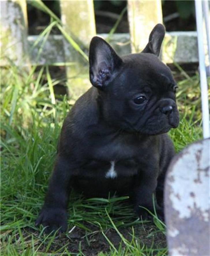 Fransk bulldog Tove billede 13