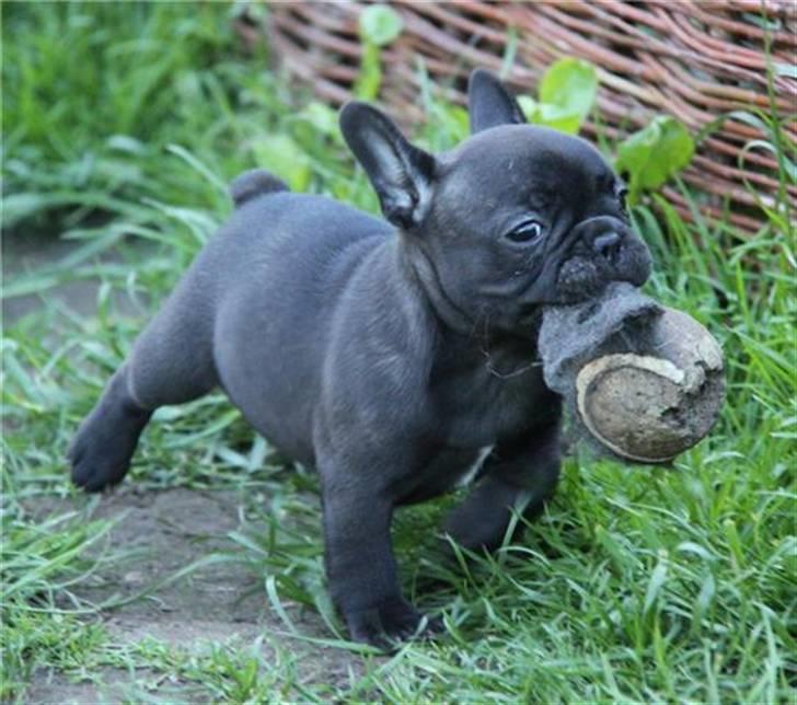 Fransk bulldog Tove billede 14