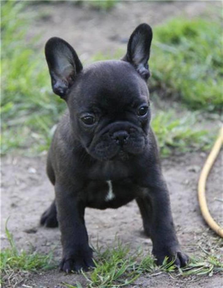 Fransk bulldog Tove billede 15