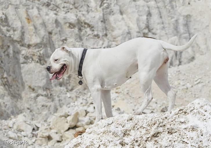 Amerikansk bulldog Kettners Esmeralda"Gaia" 11.03.2007-23.07.2019 billede 13