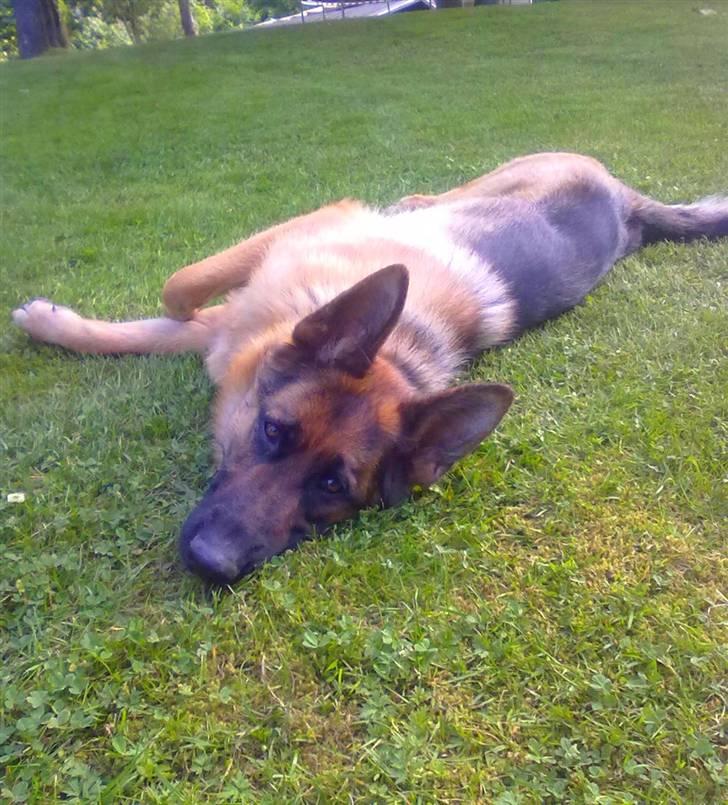 Schæferhund Ashja - Afslapning på græsplænen (-: billede 15