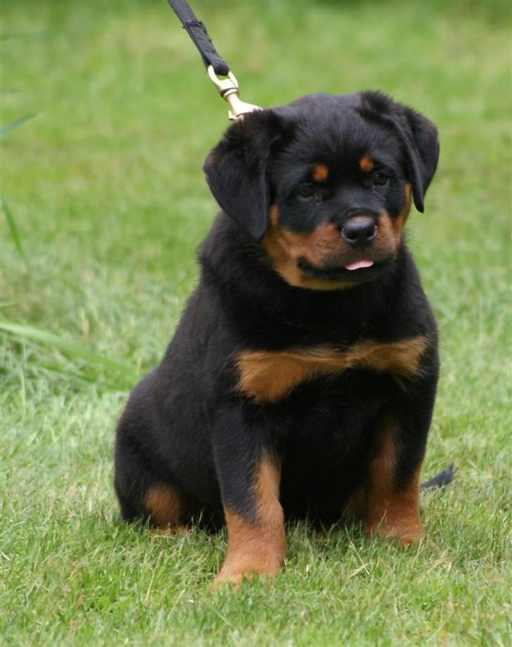 Rottweiler VOM HAUSE WENORRA HONEY billede 8