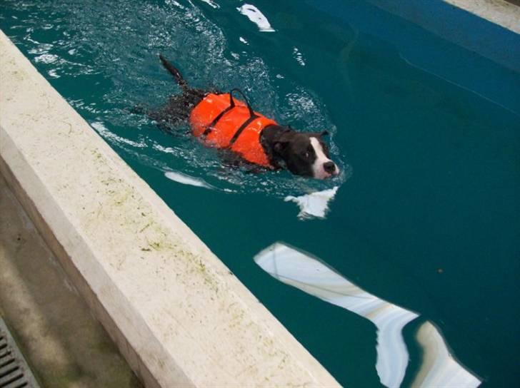 Amerikansk staffordshire terrier Commando Aio billede 17