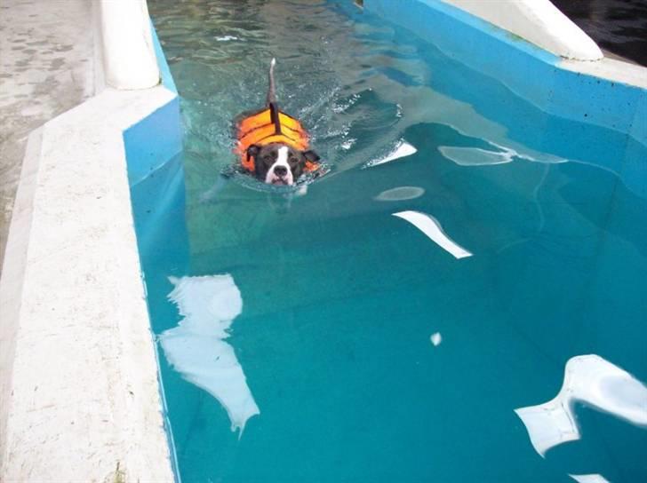 Amerikansk staffordshire terrier Commando Aio billede 18