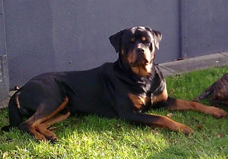 Rottweiler Dingo SOLGT billede 1