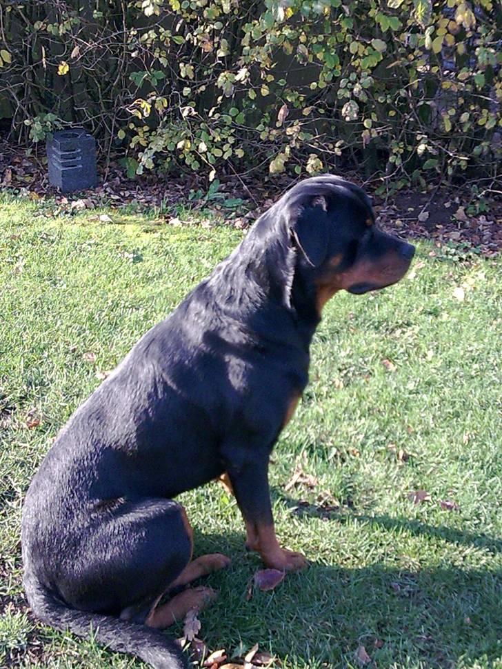 Rottweiler Dingo SOLGT billede 2