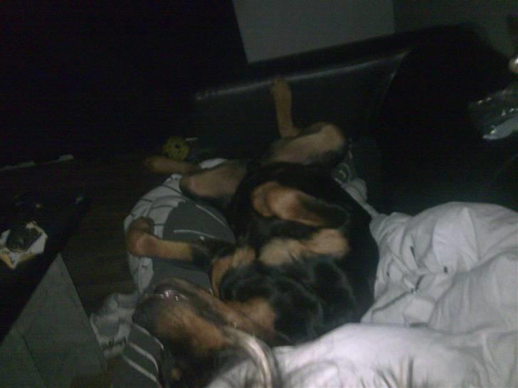 Rottweiler Dingo SOLGT billede 3