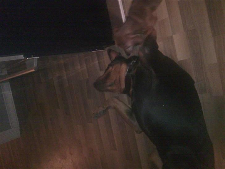 Rottweiler Dingo SOLGT billede 4