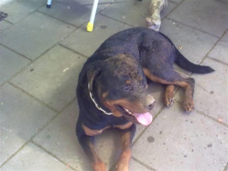 Rottweiler Dingo SOLGT billede 5