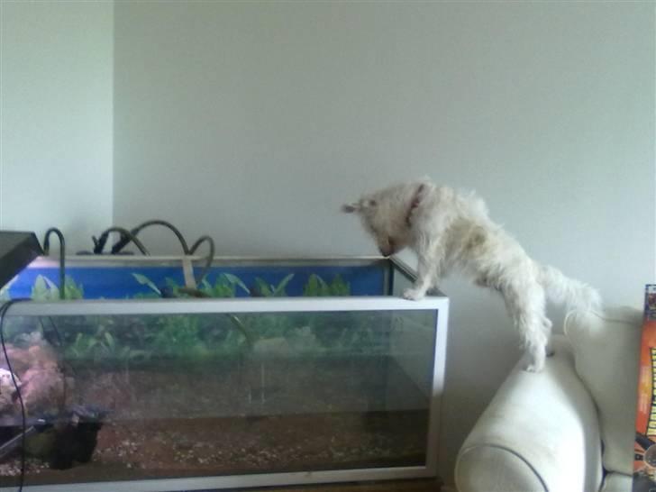 Jack russell terrier Jensen billede 9