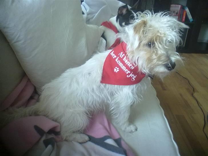 Jack russell terrier Jensen billede 10