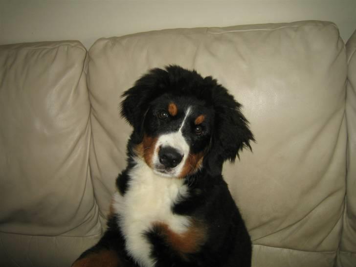 Berner sennenhund molly billede 1