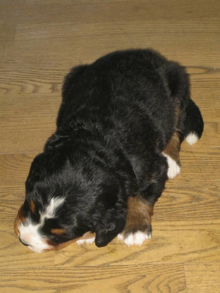 Berner sennenhund molly billede 2