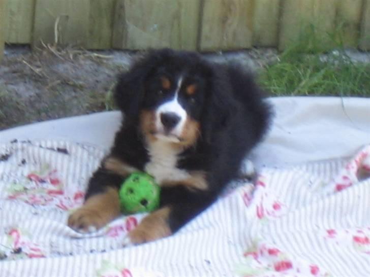 Berner sennenhund molly billede 3