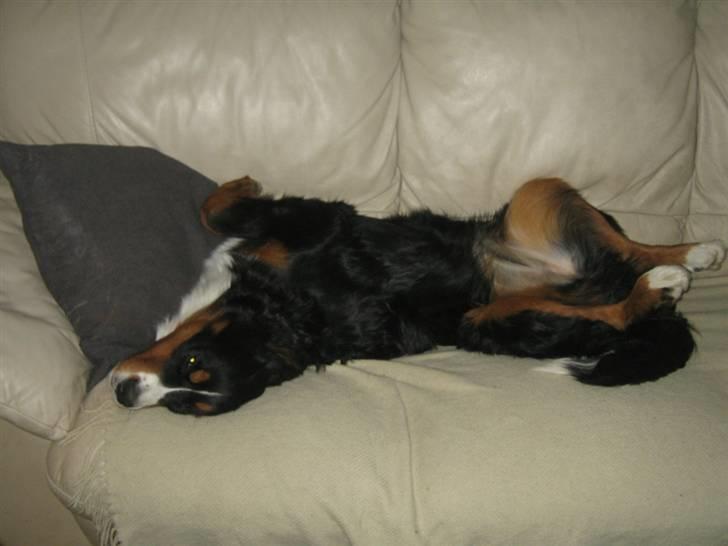Berner sennenhund molly billede 4