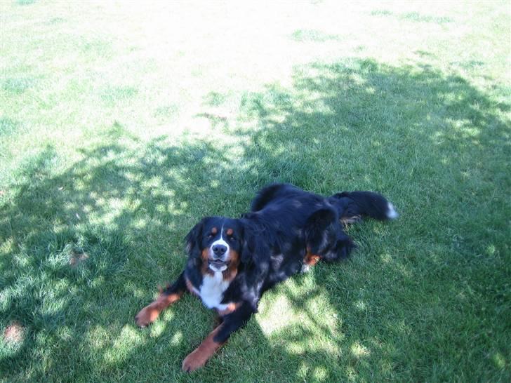 Berner sennenhund molly billede 5