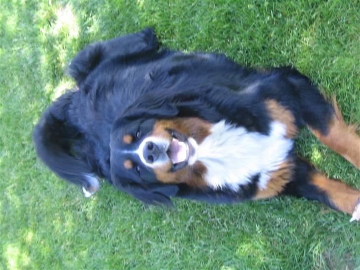 Berner sennenhund molly billede 6